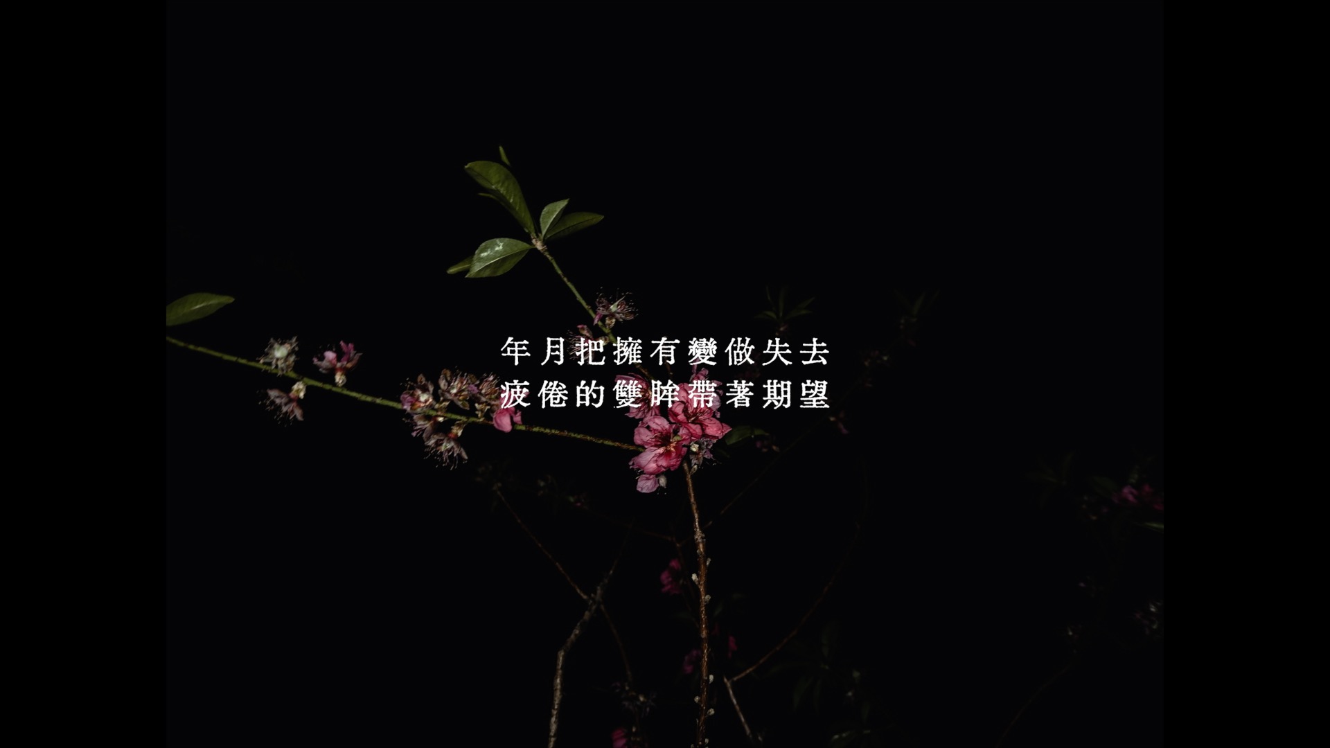 Peach blossoms at night with subtitles from an interview video